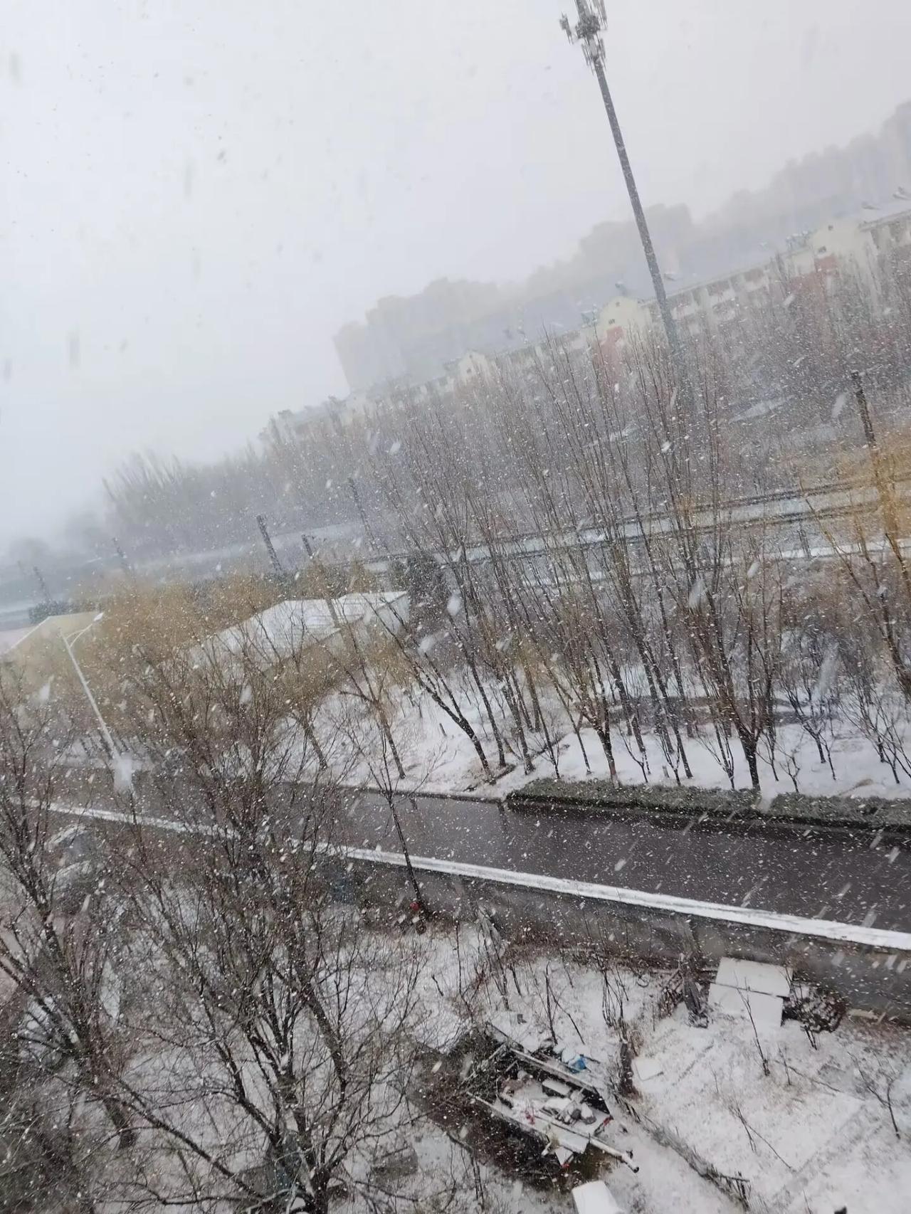 三月阳春白雪