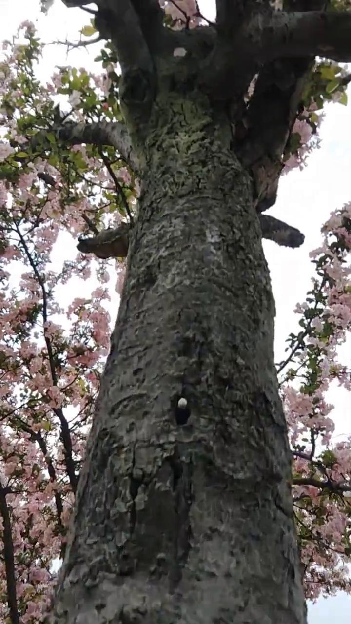 DIRECTOR导演，红星闪烁，PERFORMER演员。
DATE日期：2026