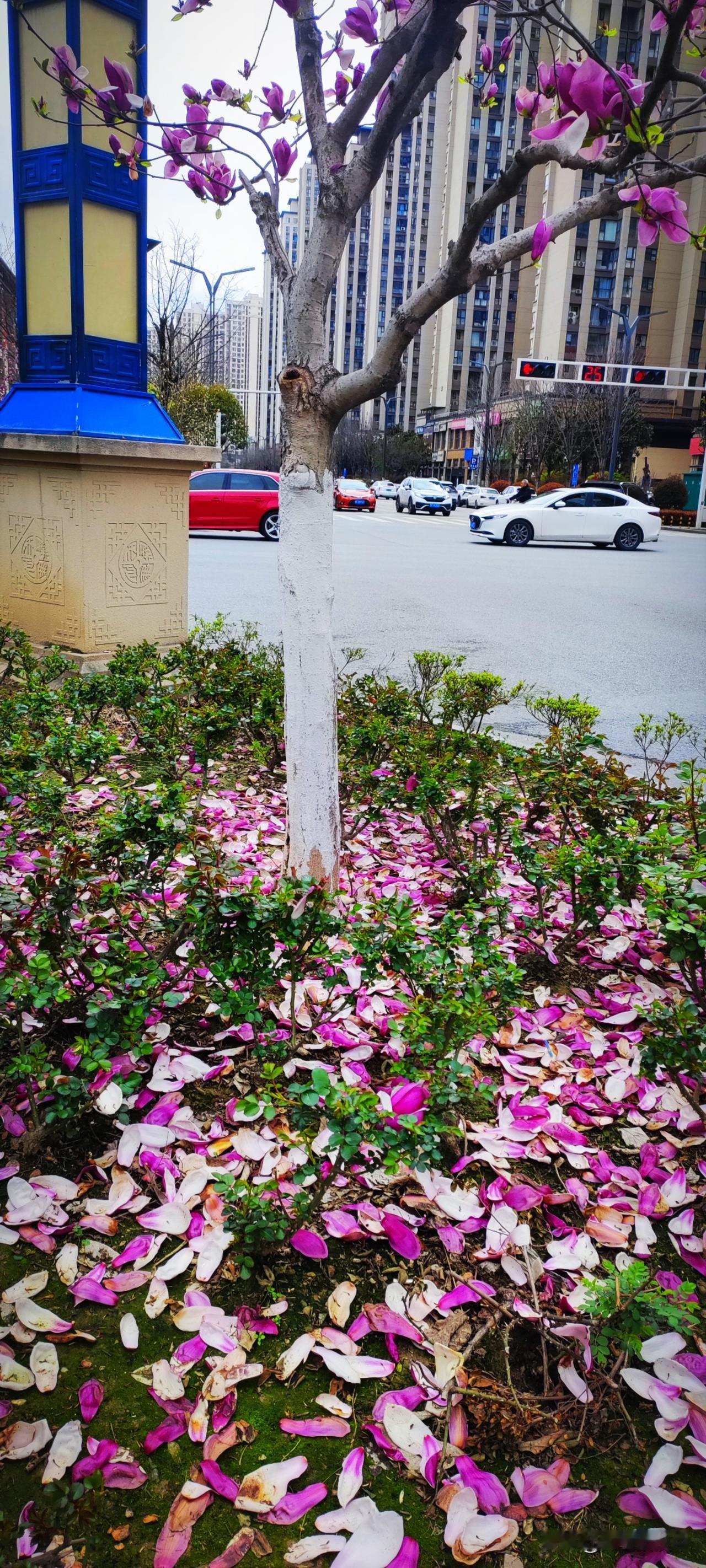 小城的路边都有花开，两日的雨水结束，一地落花缤纷，似乎该送花神归去了。一路走过，