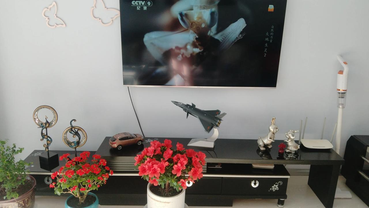 分享一张自己养的花养了好几年的杜鹃花。