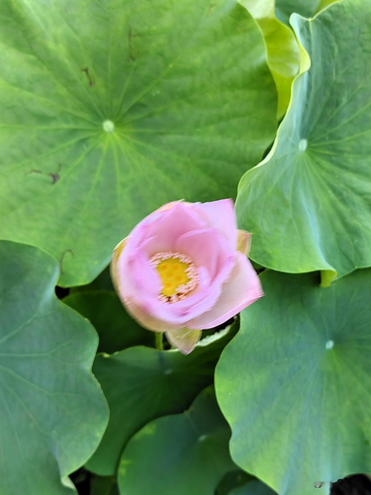 ☀🌼《心语》

岁月悠悠，步步安然。
我们生活虽然平凡，但它每一刻都值得珍惜。