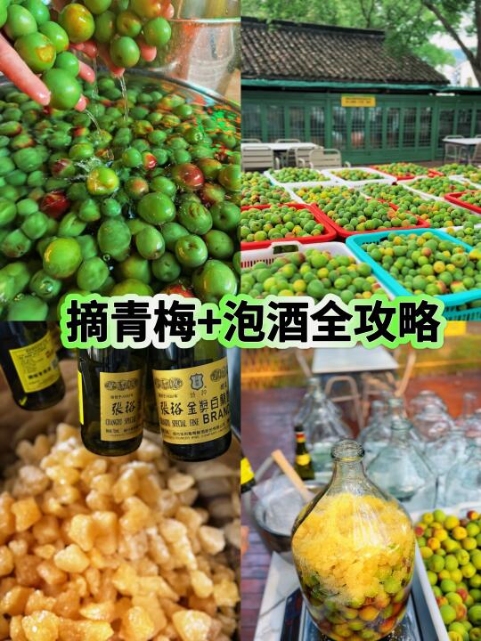 苏西山岛治愈日 | 摘青梅+泡酒全攻略