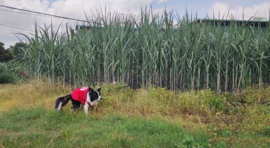 甘蔗一吨才500多块钱，为什么广西那么多地方现在还种着？要知道，甘蔗地里的老鼠，