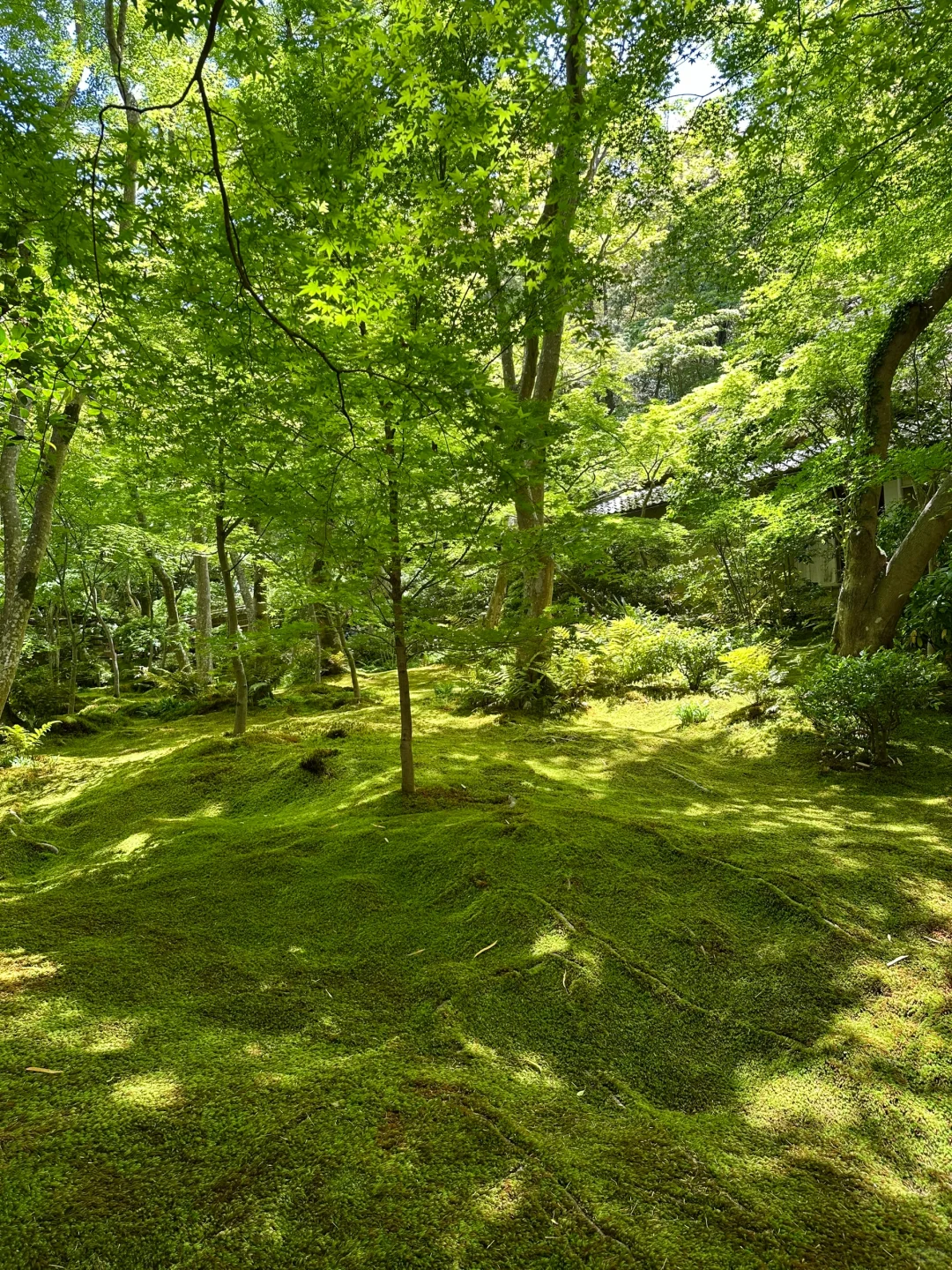京都🇯🇵|苔寺💚这里真的不输西芳寺🌱