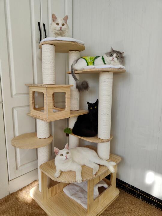 Daily｜终于找到了适合多猫家庭的猫爬架！