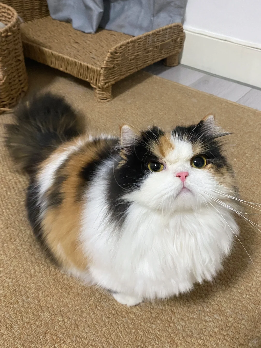 🐱：怎么啦？枪毙我？