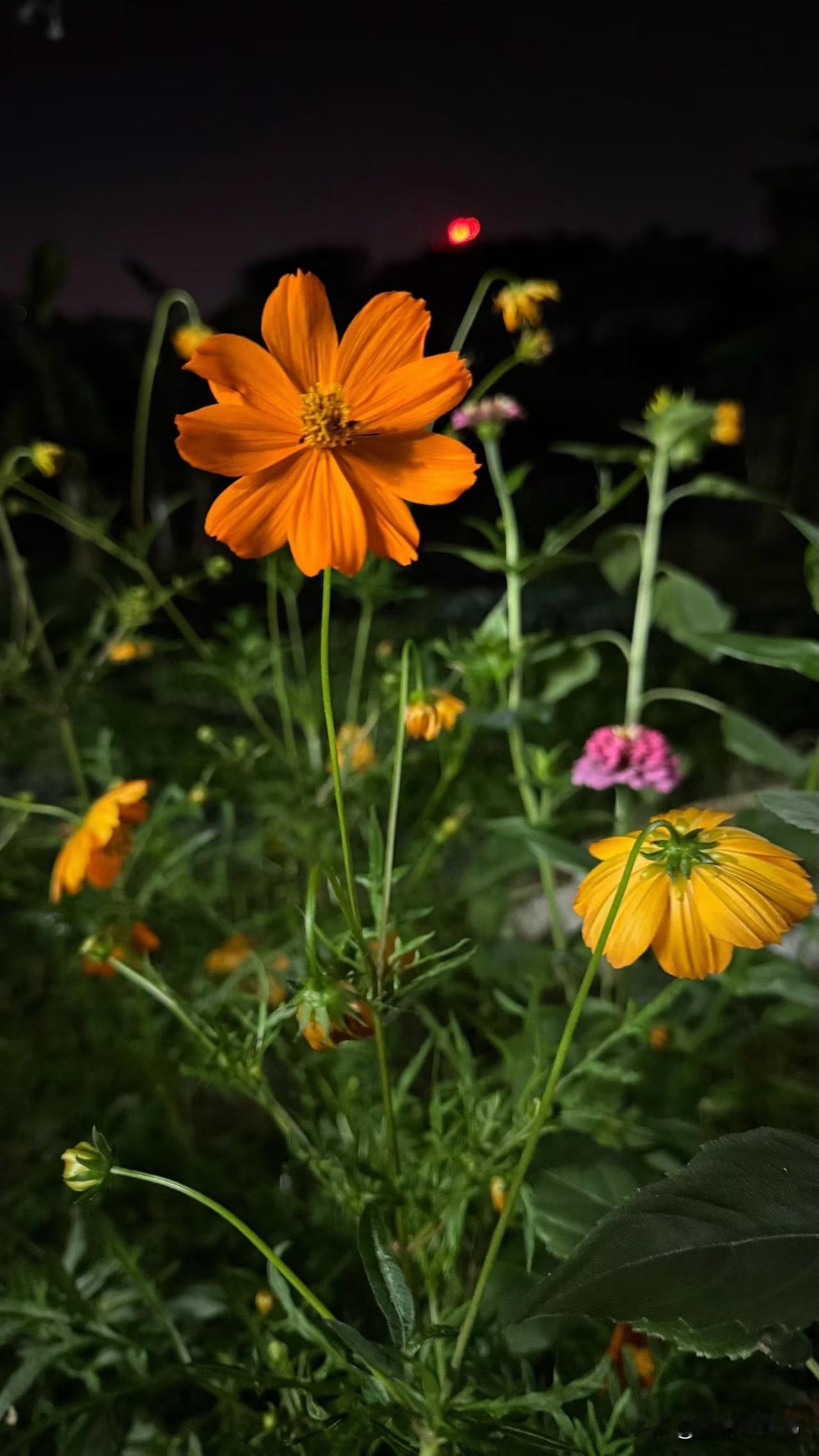 后来我发现，淡定不是修炼成没情绪，而是学会对失控说“没关系”。允许计划被打乱，接