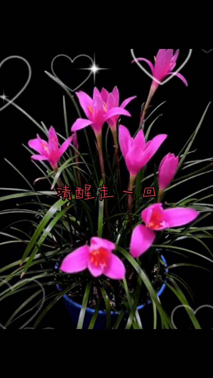 清醒走一回。