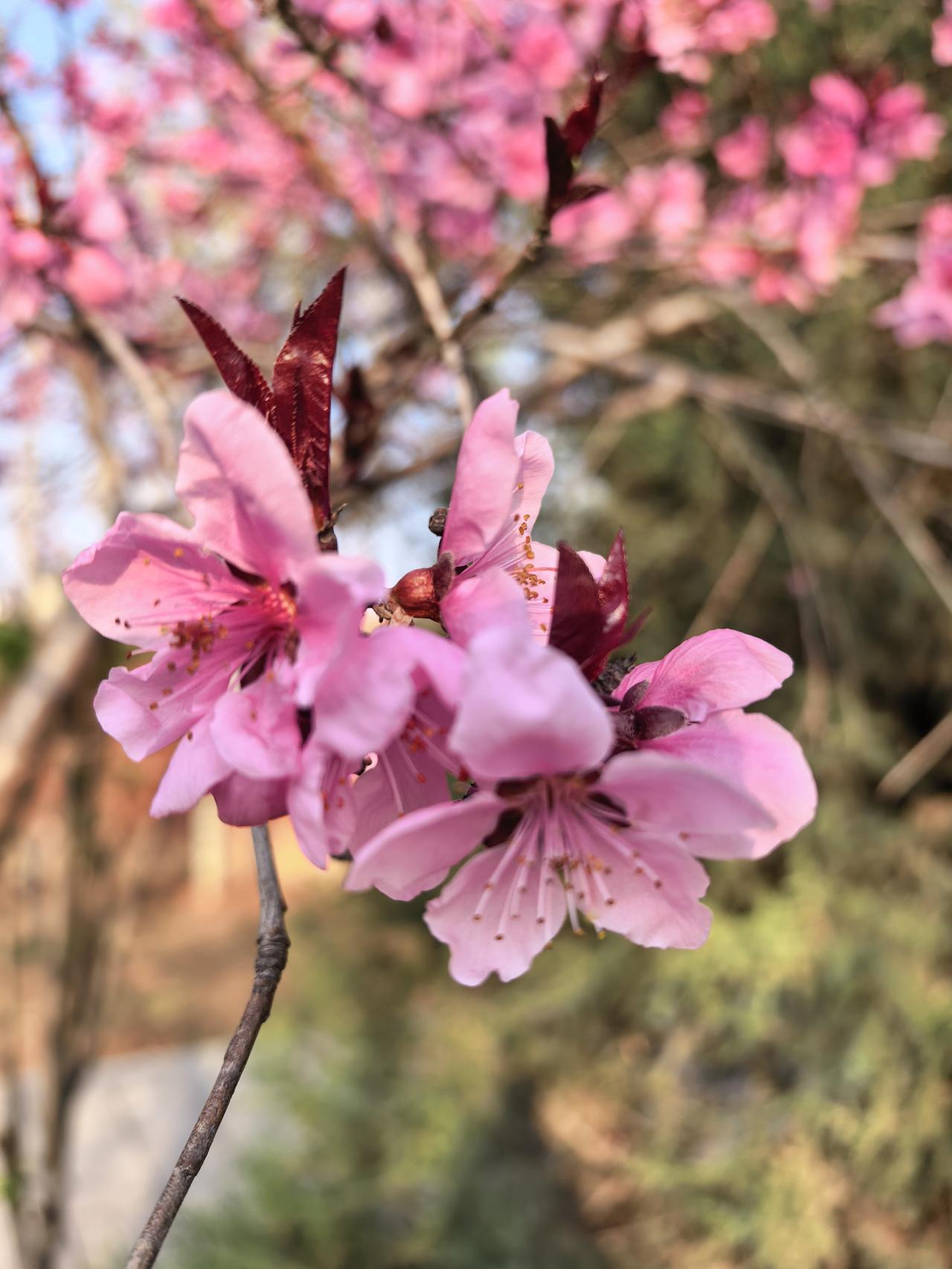 分享一张你拍的桃🍑花这组盛开桃花的图片，是今年用手机自拍的。