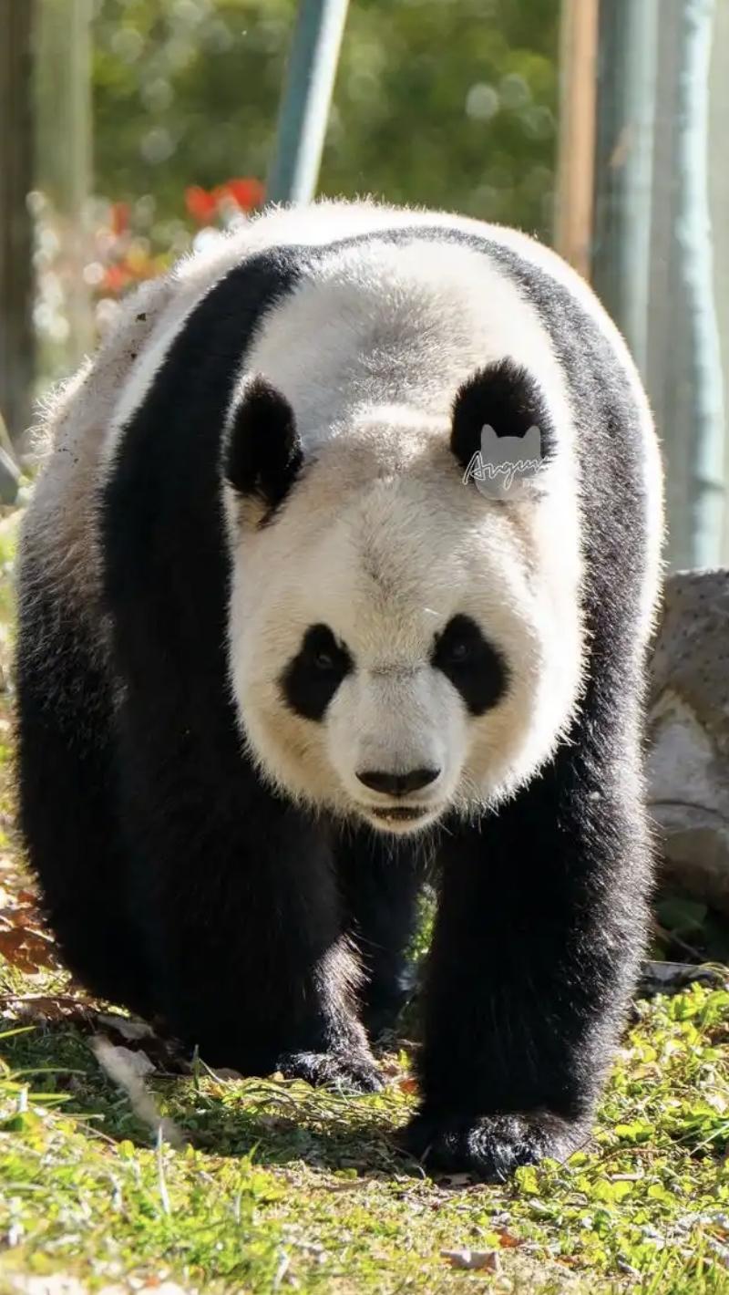 日本又盯上台湾大熊猫了
12月16日，日本神户市议员上田宽弘表示，让日本动物园与