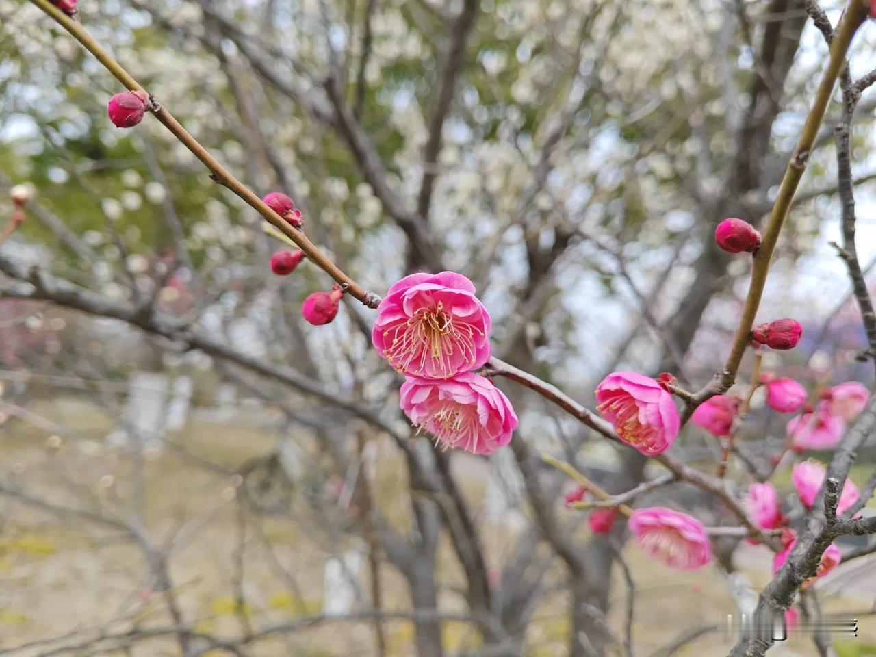 春日生活打卡季梅花儿