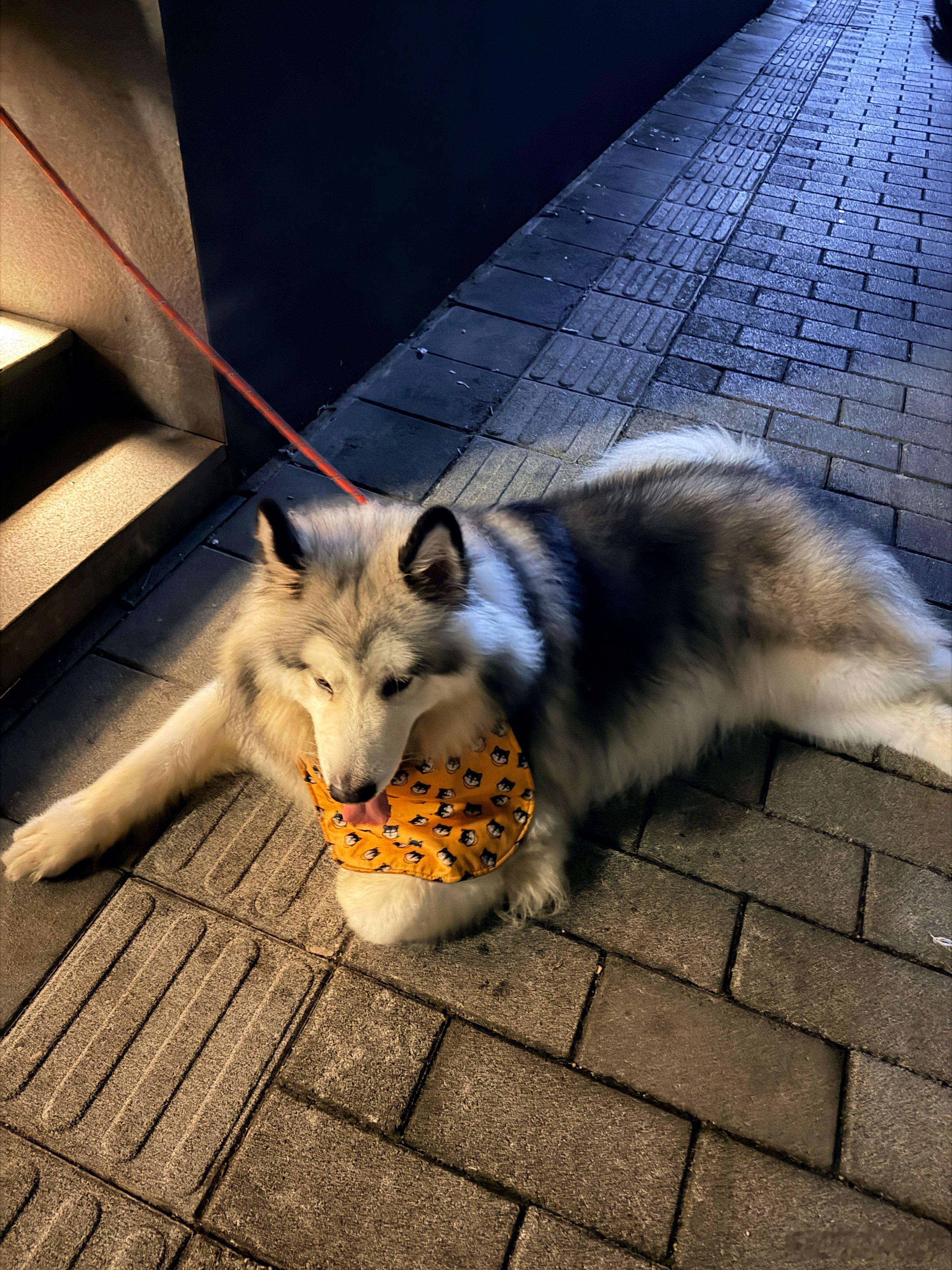 天呐！我终于回家了！！！被蹲在门口的阿拉斯加给治愈了~感觉在外漂泊了大半个月