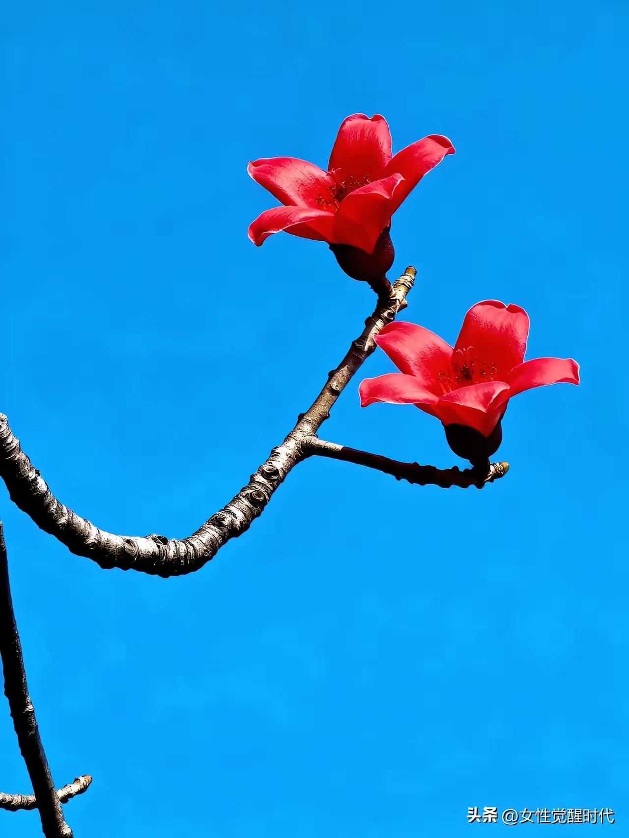 中老年人必看：10个长寿小动作
一、每天踮脚50次，护血管
二、早晚各做20次提