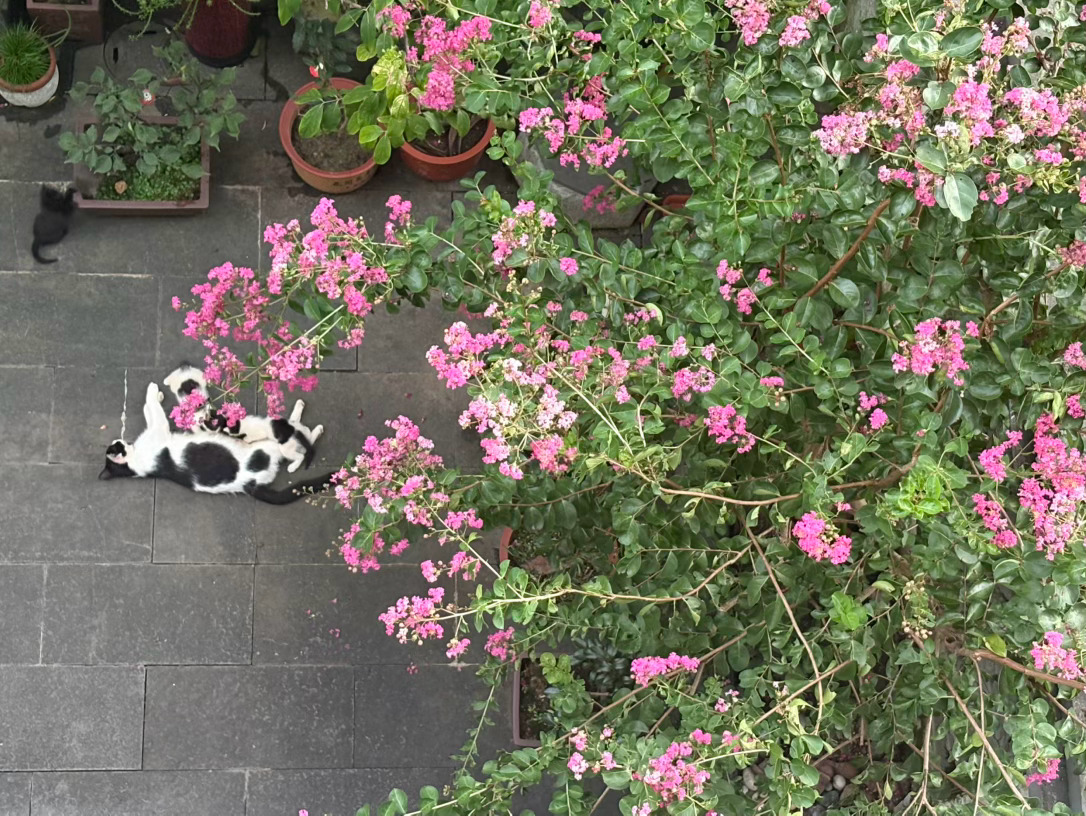 院中紫薇花已经开满了，它带着孩子们住了下来。 ​​​