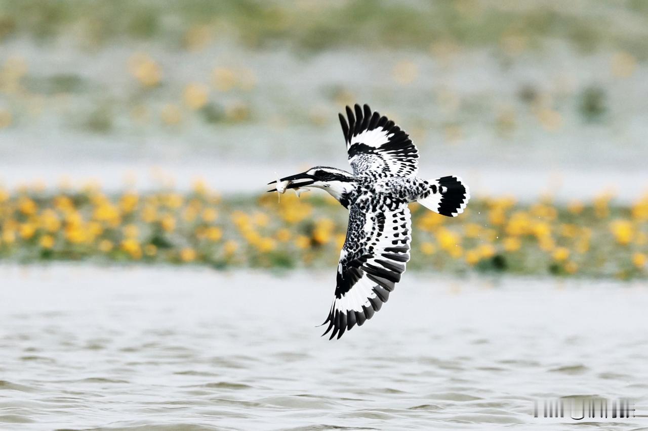 冠鱼狗
（拍摄于江西永修吴城镇）