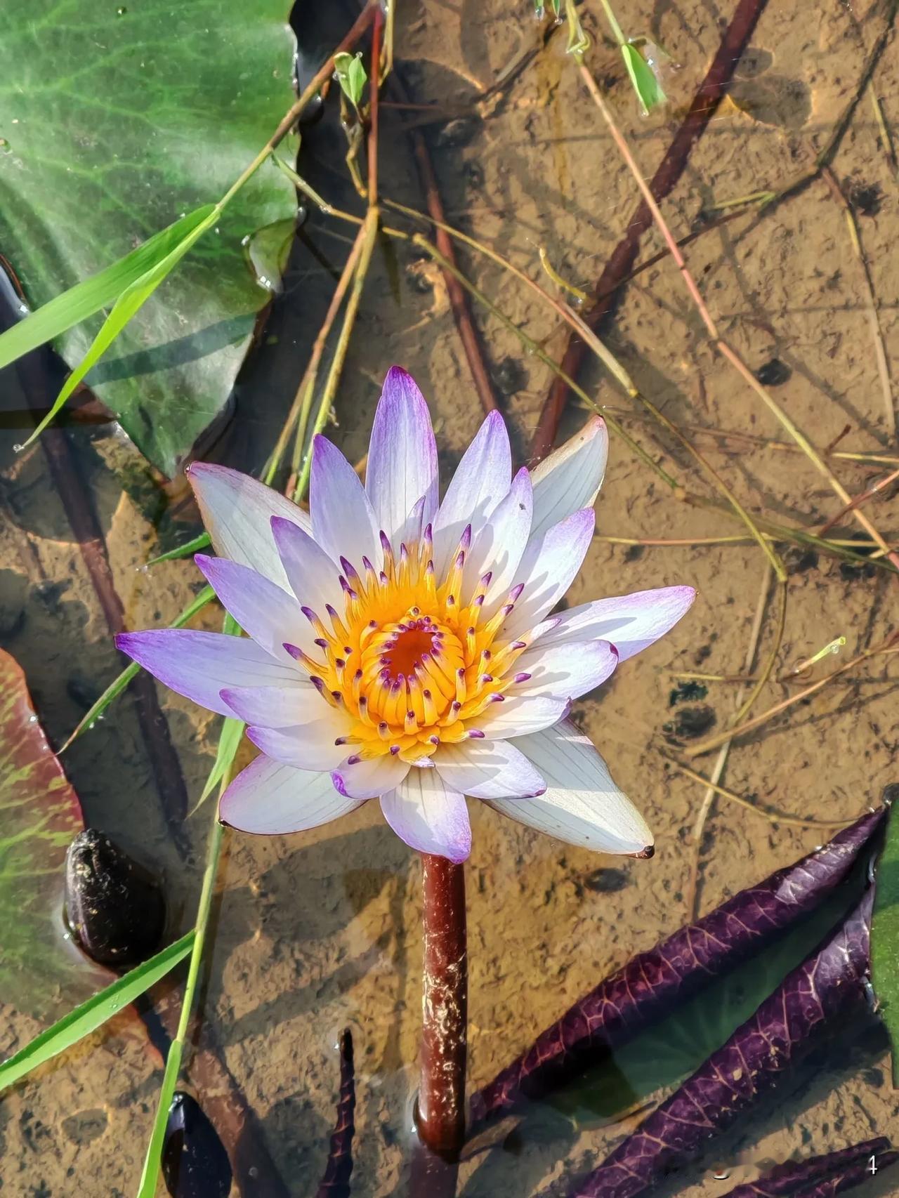 分享手中的花草照片 分享手中的花草照片，暖春的睡莲花极为美丽。我用相机拍下了这组