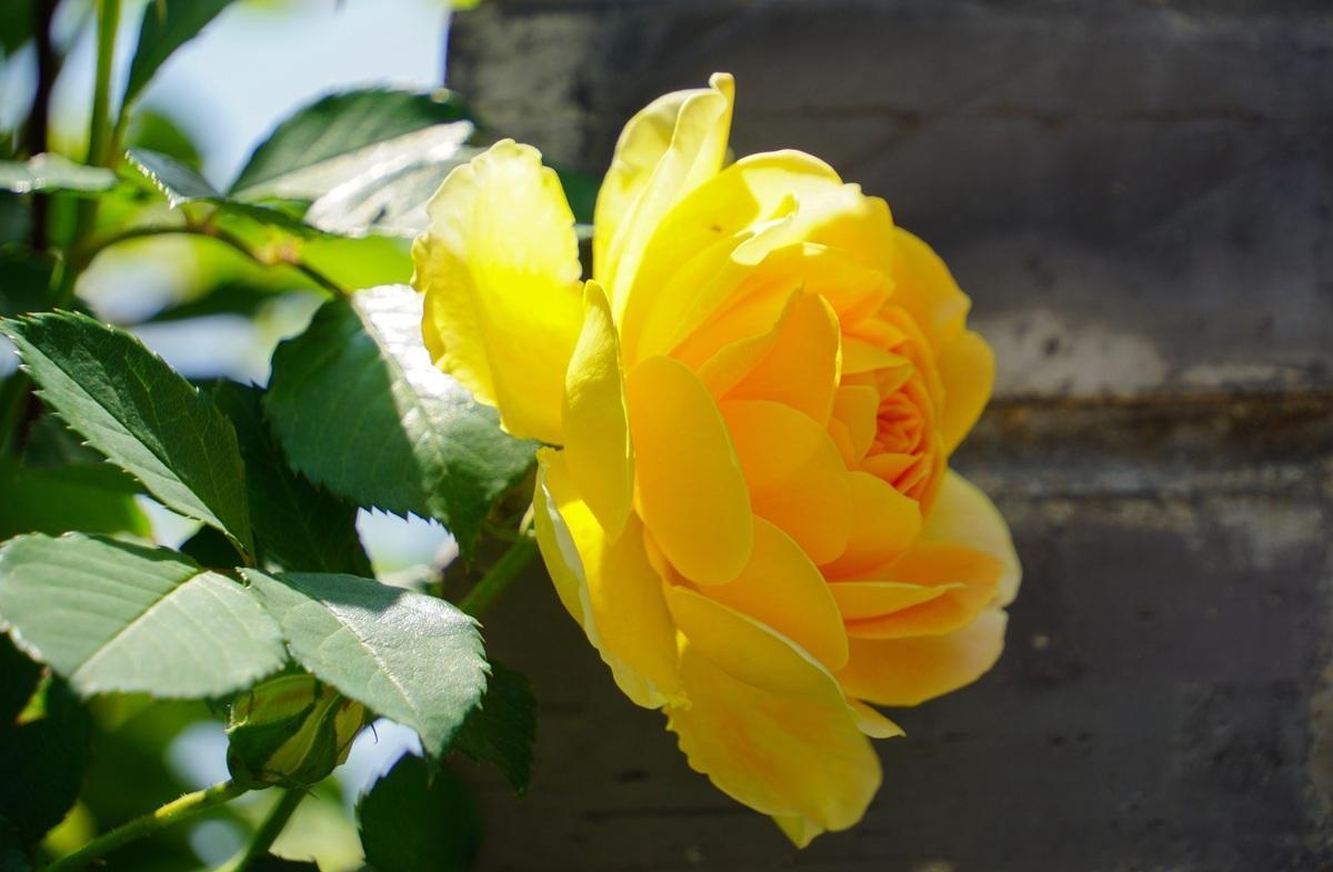 【连锁做大的底层战略：十大要素是骨架，股权与资本是血液】连锁企业的持续增长，绝非