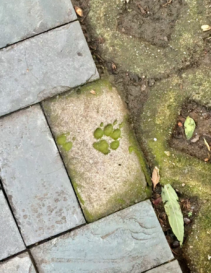 🐶)石砖铺的路换了新砖，唯独没有把有小狗脚印的砖换掉 ​​​