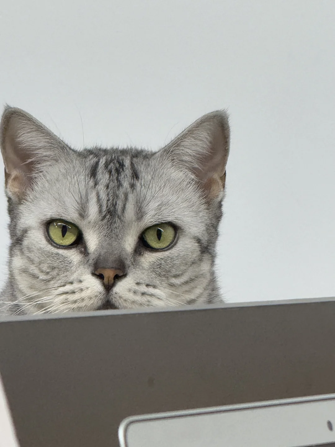 呆呆猫猫也要上班