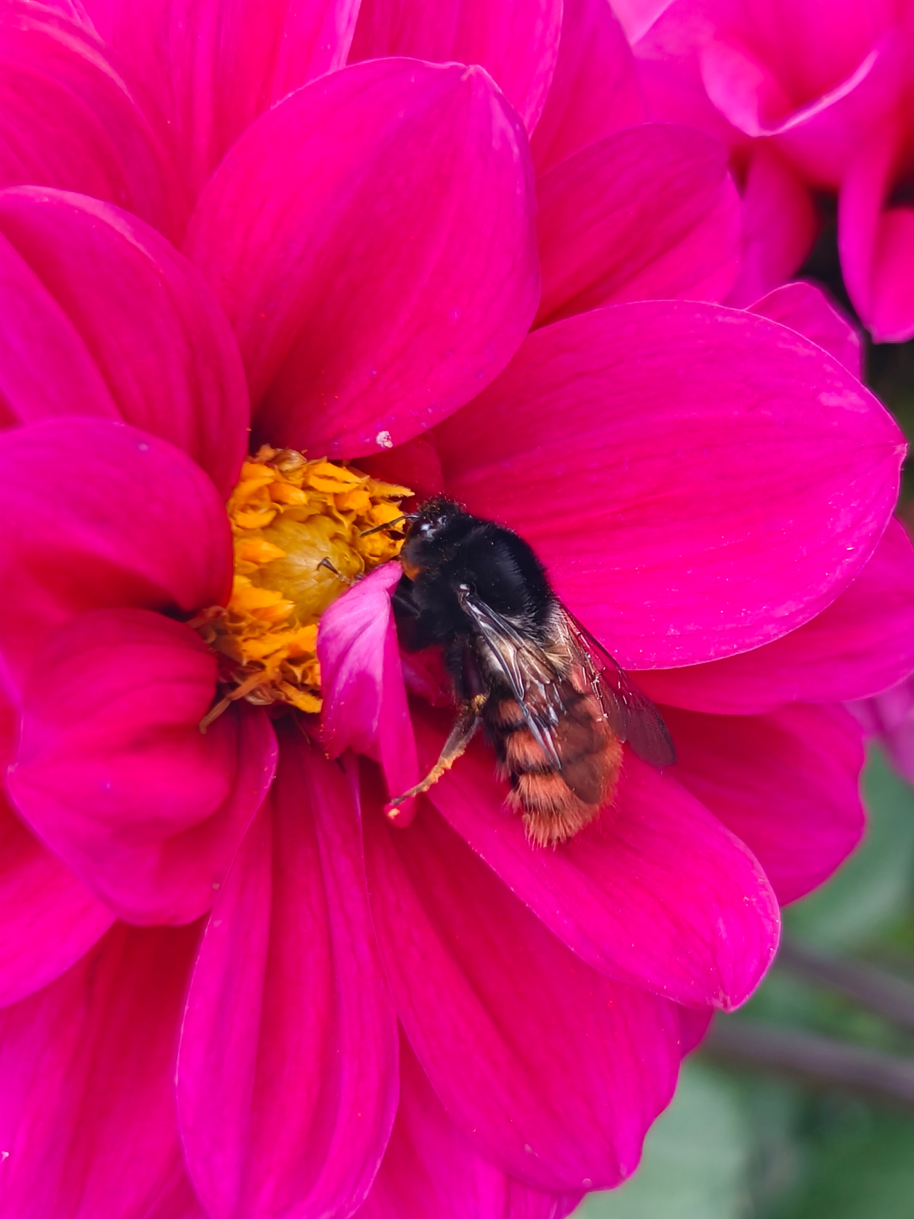 这蜜蜂🐝蛰一下，感觉能把我送走[跪了] ​​​