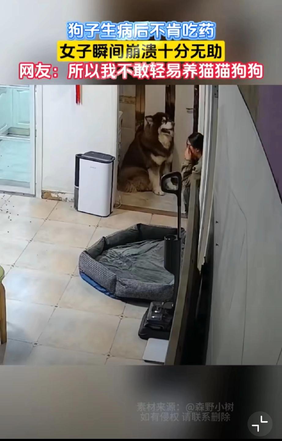 养狗严重超预算，外加狗患皮肤病不肯吃药让女子崩溃了…原本只是狗主人发布了一个发泄