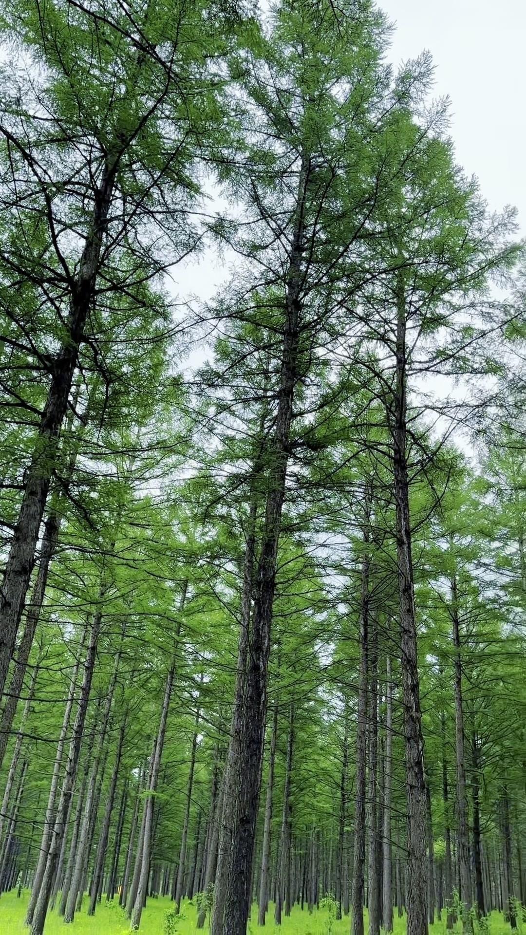 走进塞罕坝，第一眼就被那片绿色震撼了。高大挺拔的落叶松、樟子松、云杉汇聚成一片绿