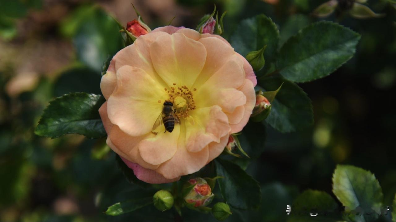 记录我的2026春风和煦，当第一朵月季绽开，蜜蜂便循着香气而来——它们在花瓣间穿