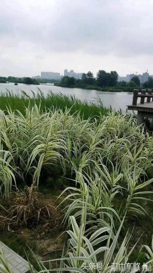 水波荡漾，芦苇摇曳。汉中的芦苇秋景