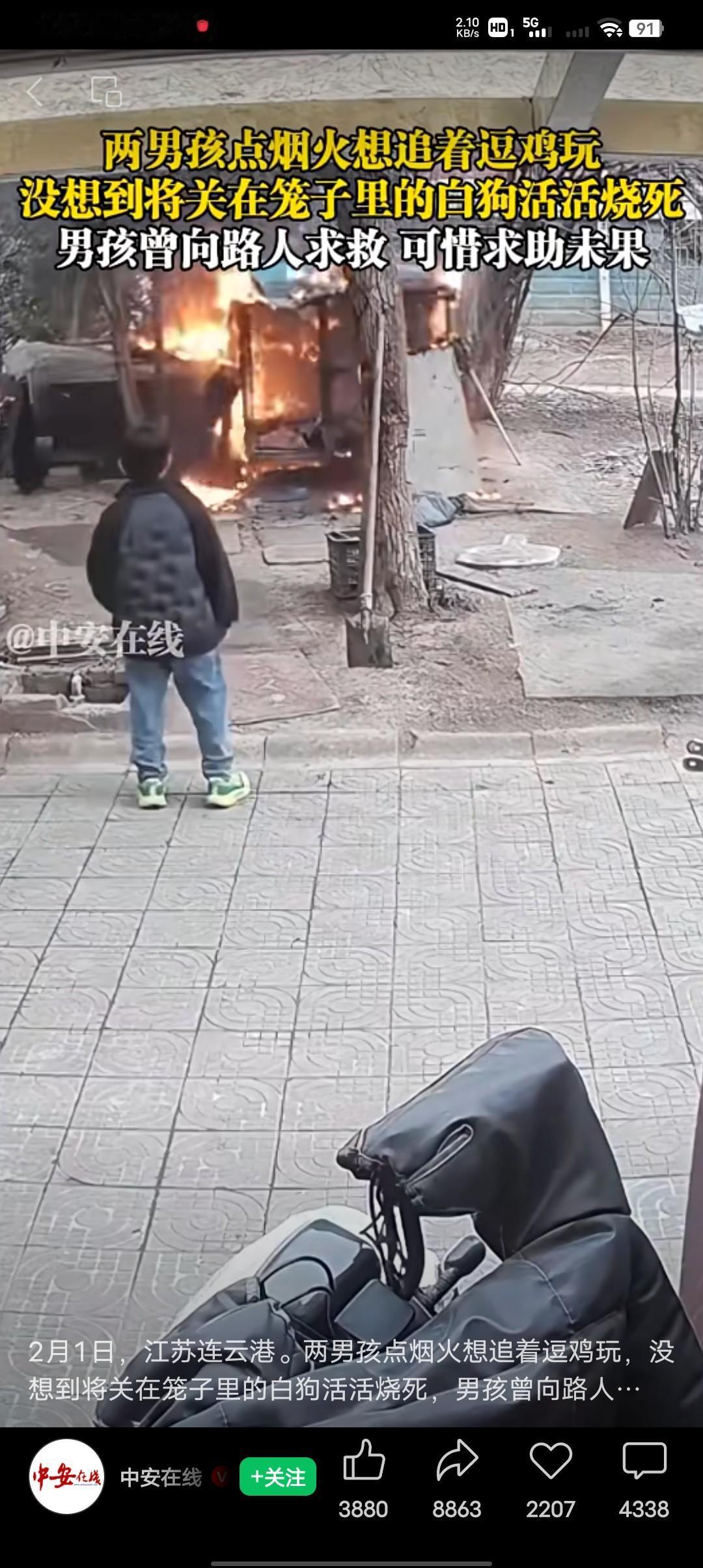 大家都刷到了吗？2月1日江苏连云港那两个孩子将点燃的烟花扔进狗笼子将狗活活烧死的