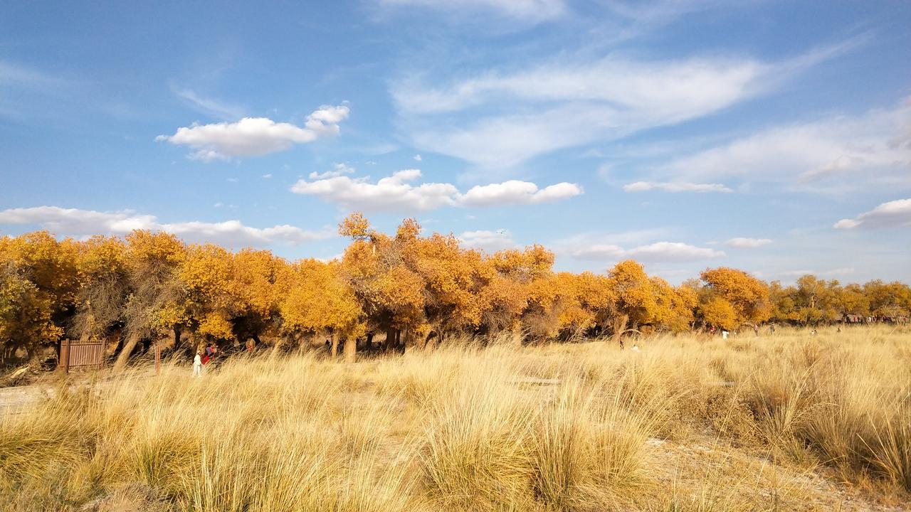 额济纳旗胡杨林什么时候最美额济纳胡杨林最美的时候是十月八九号到十五六号之间。这个