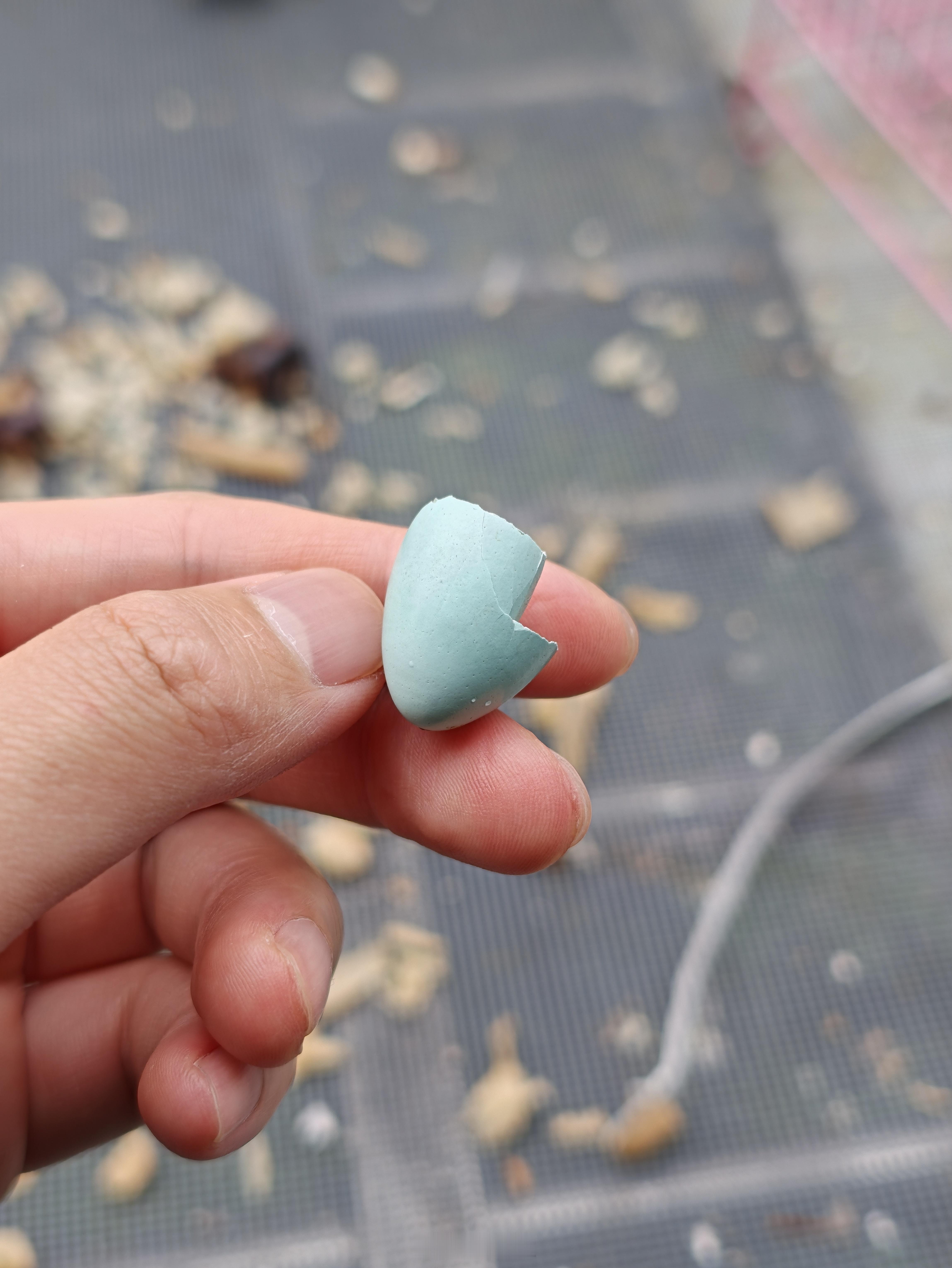 阳台上不知道哪来的小鸟蛋壳查了下说是棕头鸦雀的蛋