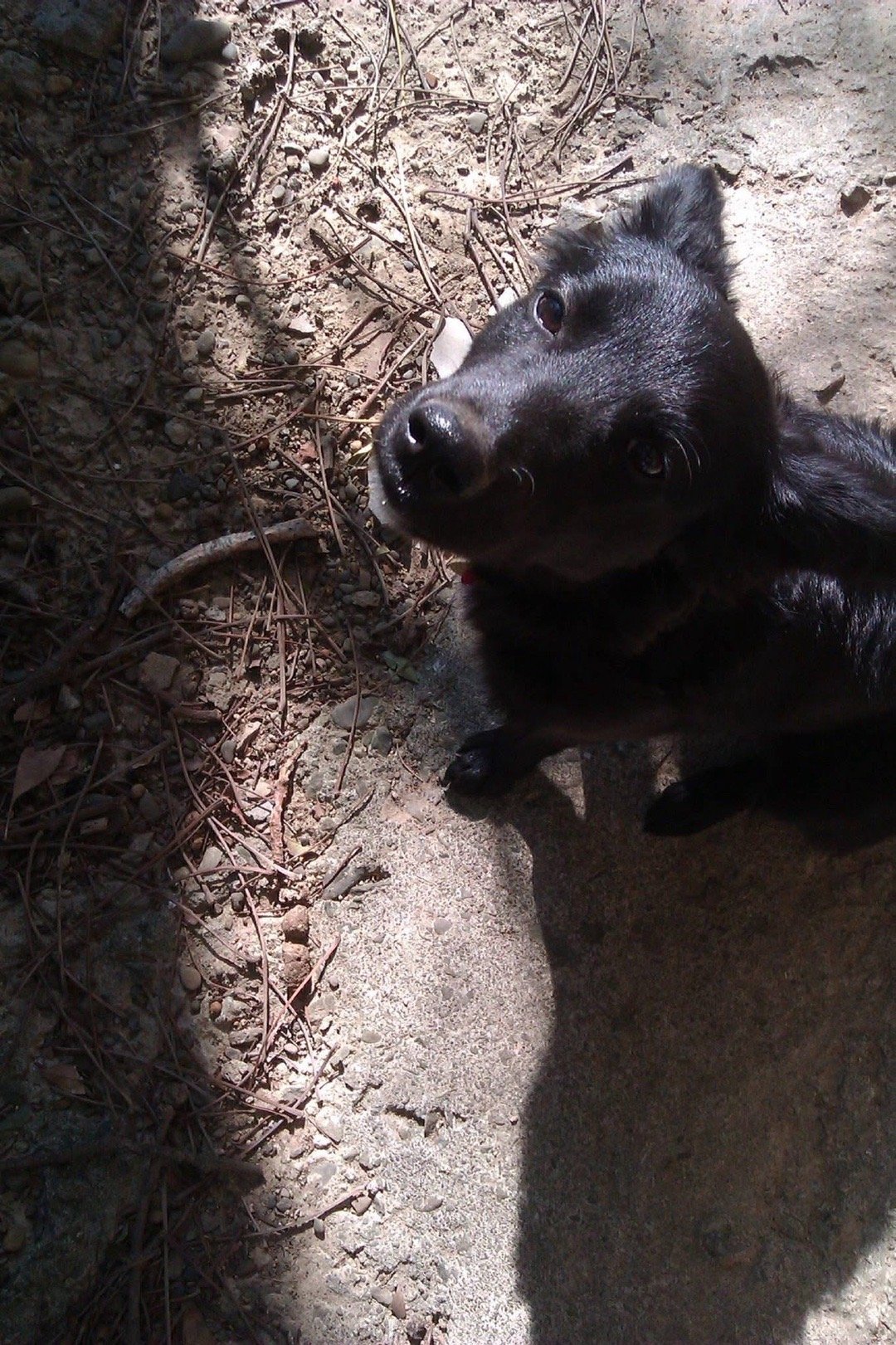 每日萌宠打卡今天脸提醒我13年前的今天我拍的緣緣，再一次提醒我，缘缘有年纪了。 