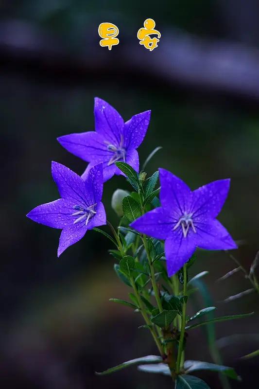 真情重如山，
惦念在心间；
缘分剪不断，
友谊无终点；
但愿人长久，
情谊永相伴