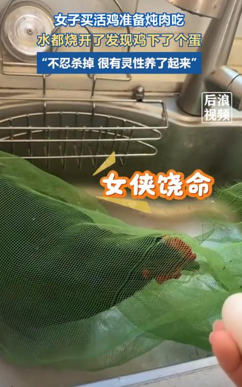 “笑不活了！”江西鹰潭，女子去乡下买的活鸡，准备炖肉，水烧开。突然发现鸡下了个蛋