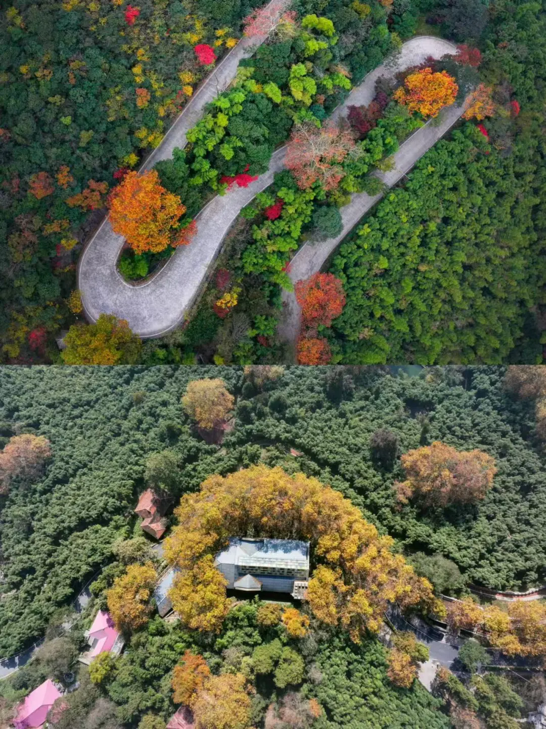 秋天遛娃好去处帮你们找到了！ 	 那就是莫干山呀！莫干山秋景已经是ne...