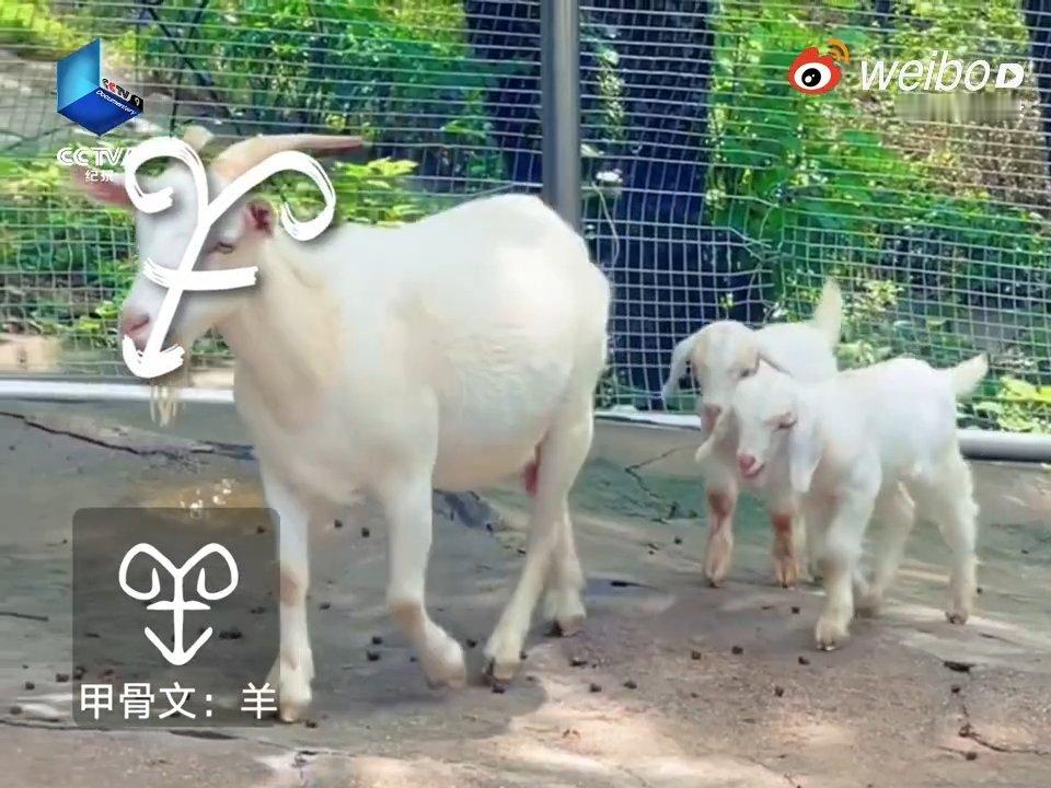 【原来小动物们是行走的甲骨文】当修勾遇上甲骨文——原来中华文明密码早就写在毛孩子