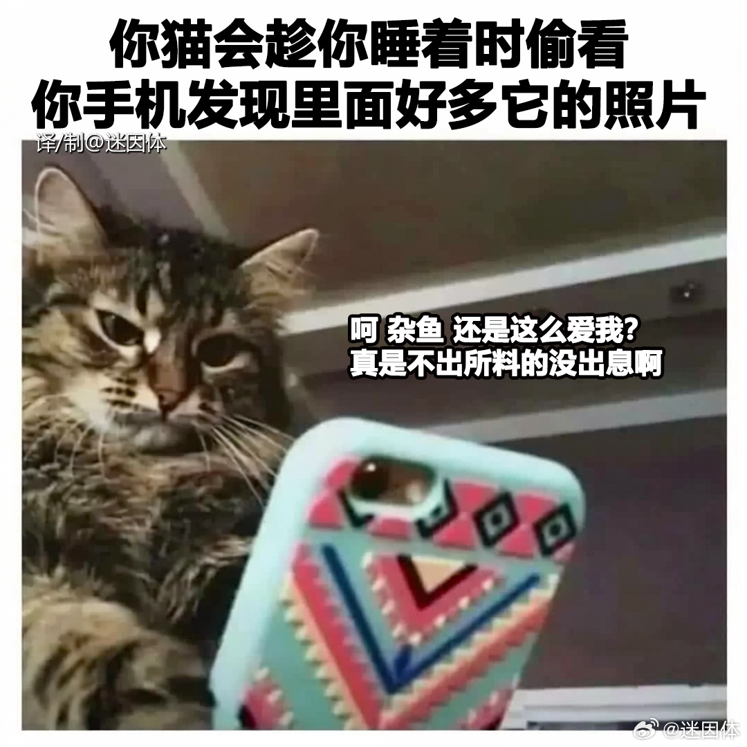 杂鱼杂鱼memes迷译图