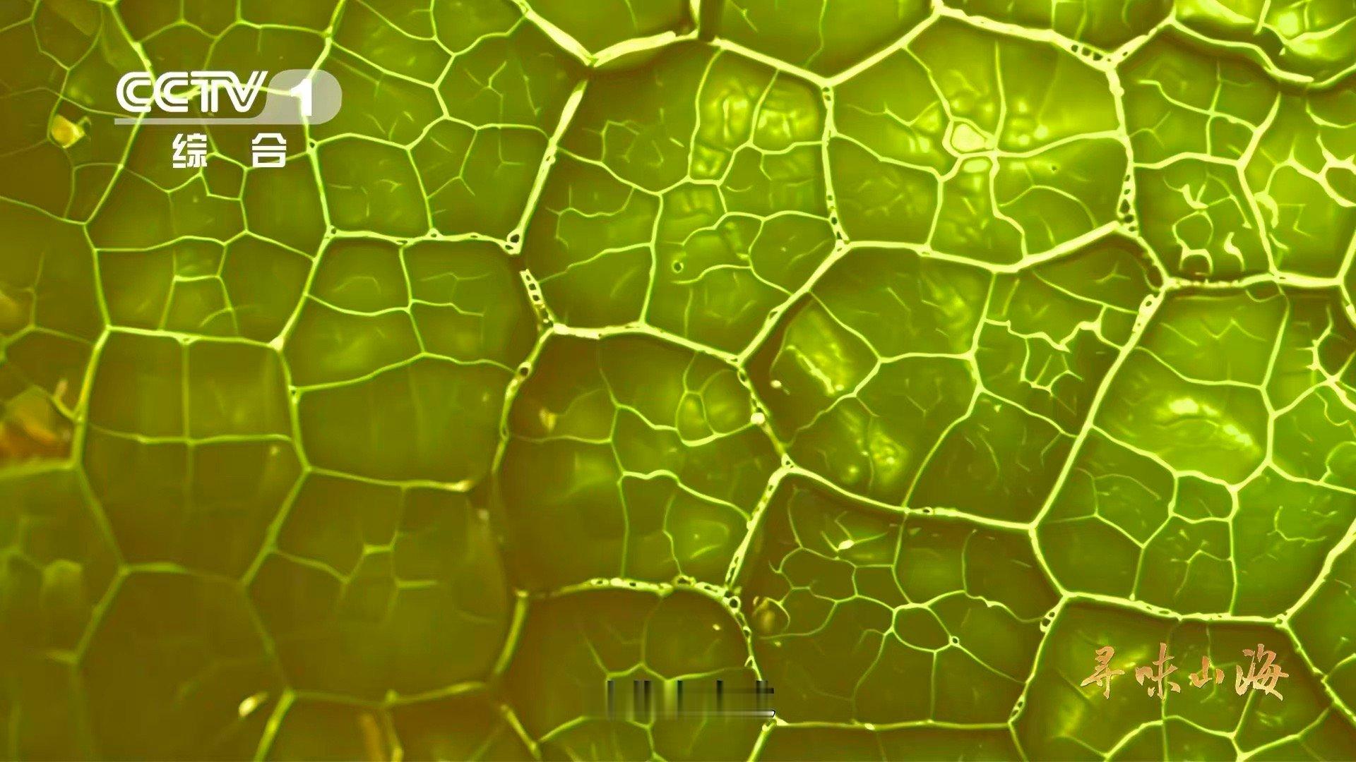 兰州种韭黄要盖被子兰州韭黄为什么自来卷 兰州的韭黄是“捂”出来的艺术品！麦草覆盖