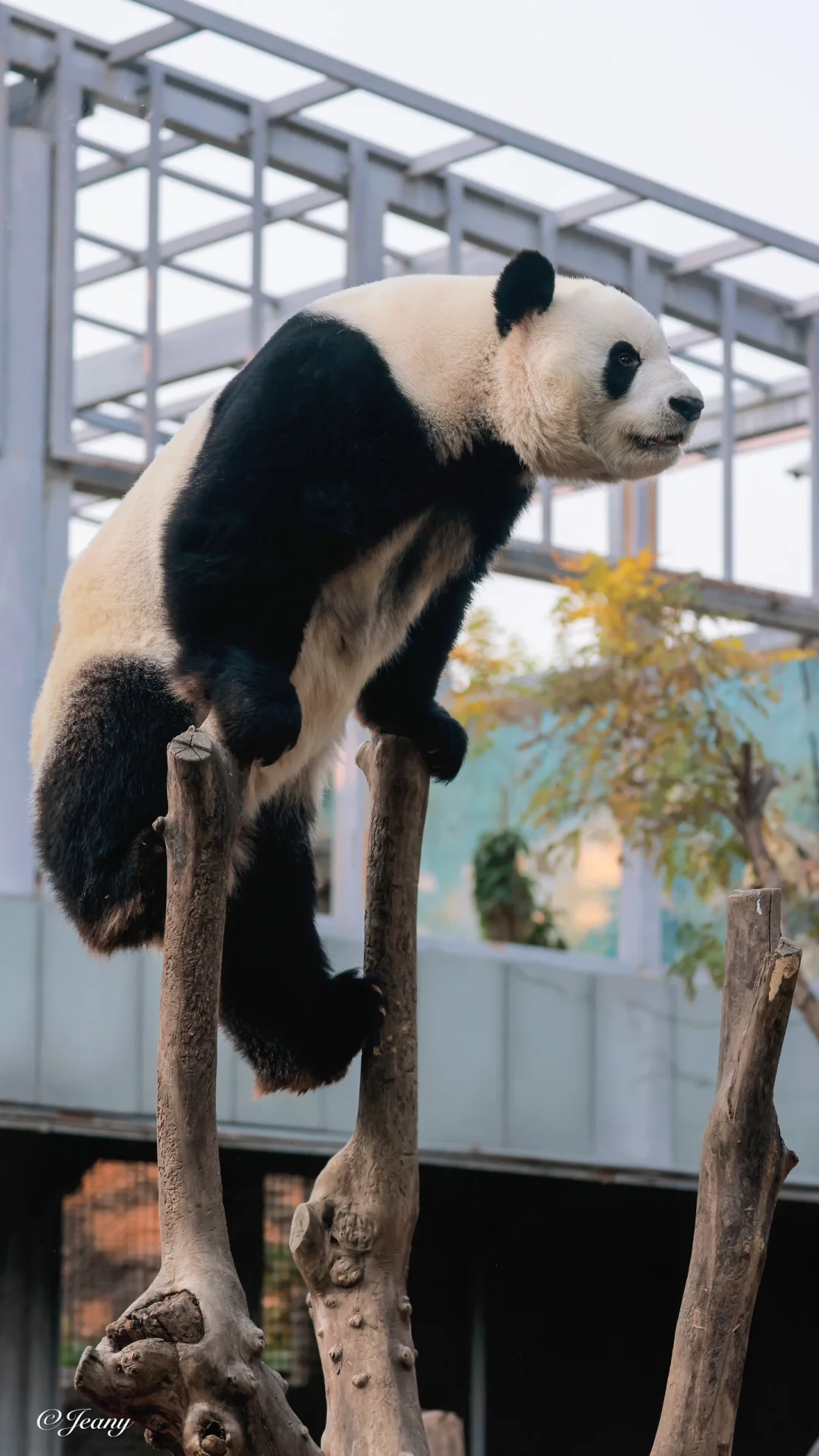 今日立冬2024.11.7📷萌兰展示一个字马🐼