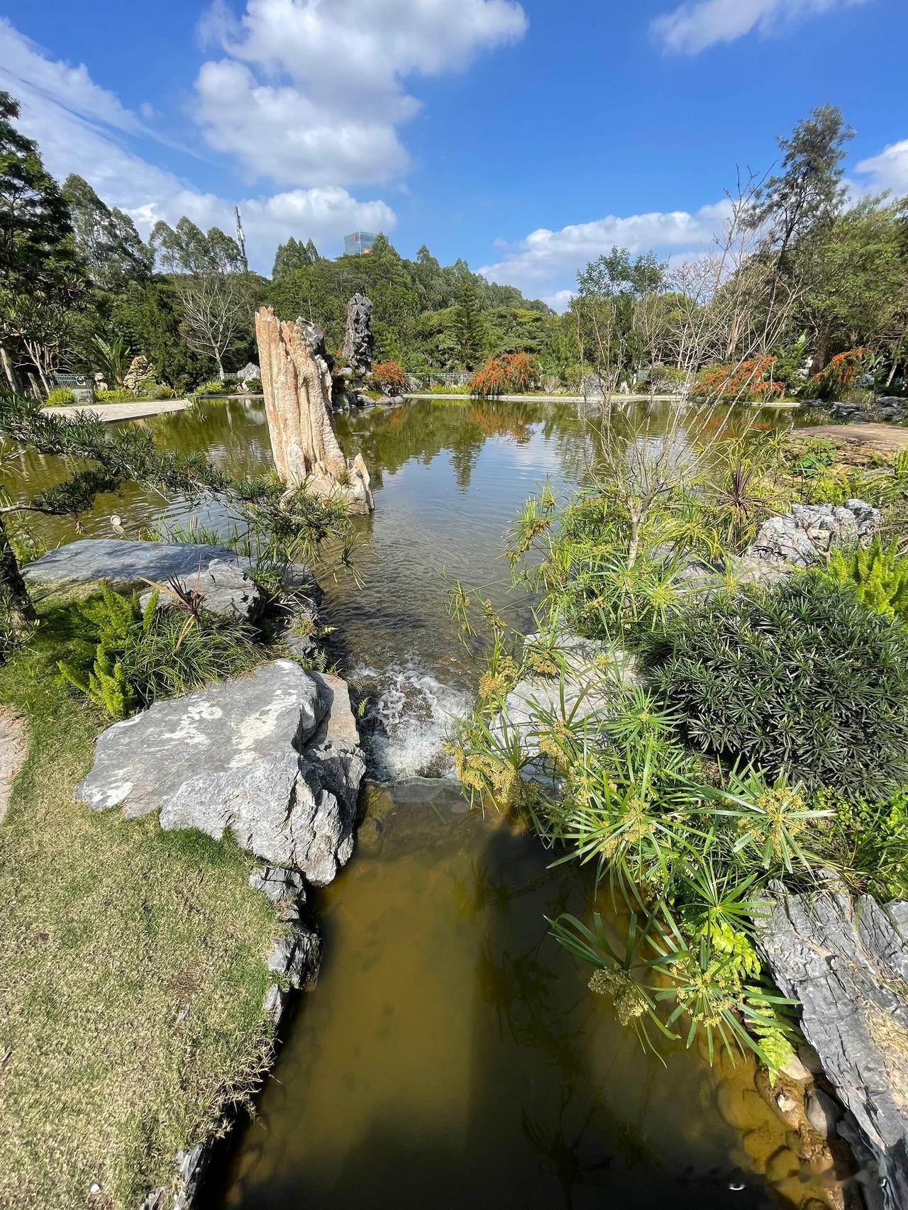 踏入东莞植物园，仿若遁入人间仙境。
蓝天白云似温柔帷幕，轻轻笼罩着园内景致。假山