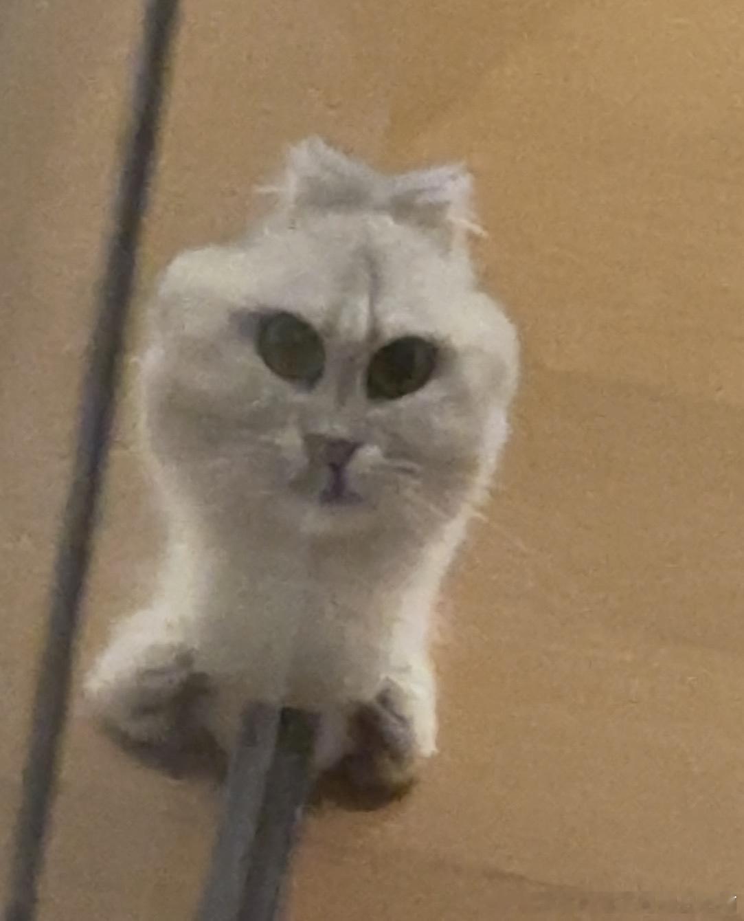 49295【丑猫】这世贸啊 