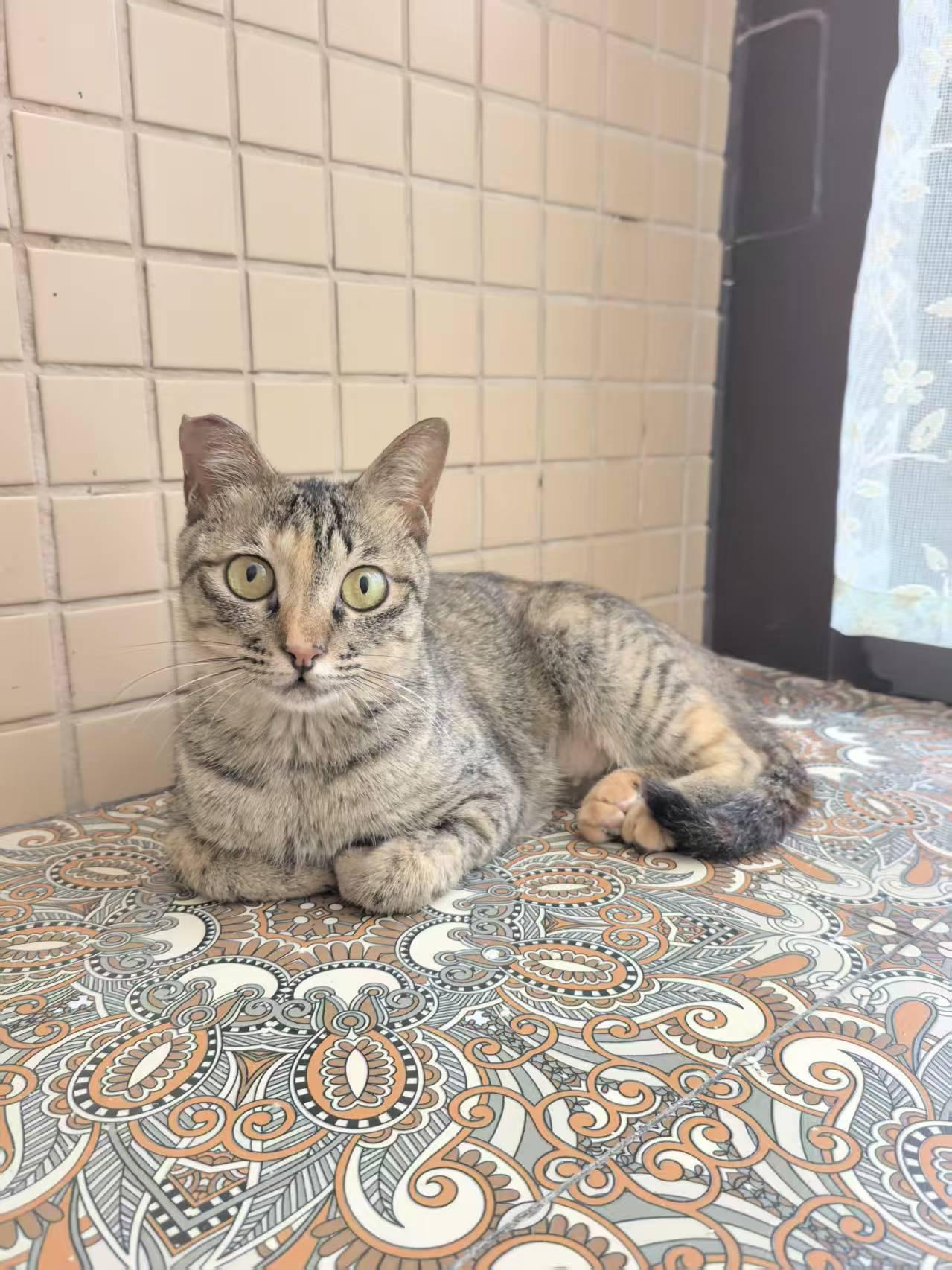 珠海，救助的流浪猫寻找爱心领养

宠物品种:彩狸
宠物名 ：小李
性别 ：母
年