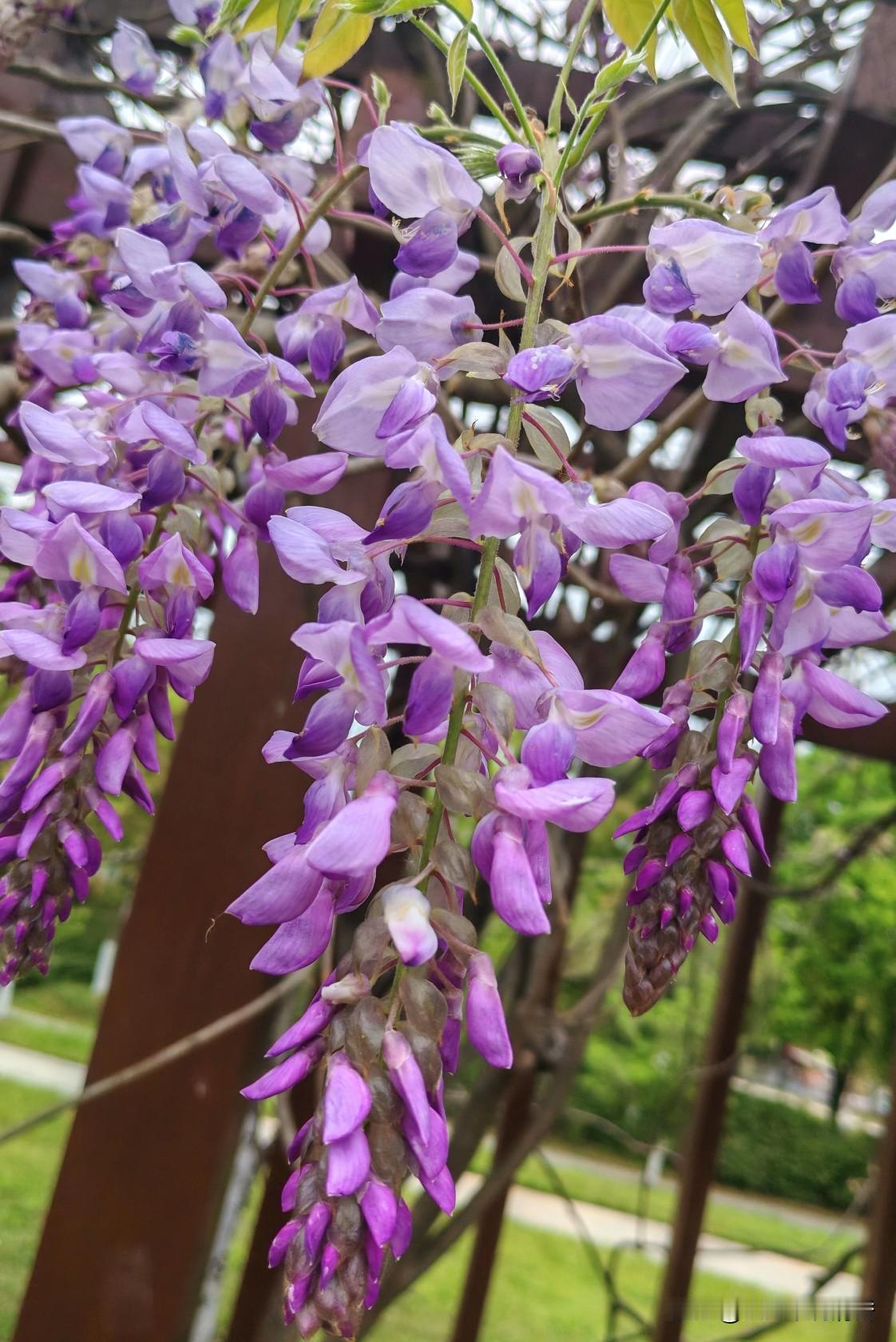 湖北麻城的四月，是被紫藤花织就的浪漫。今天来给大家介绍一个麻城观赏紫藤花的好去处