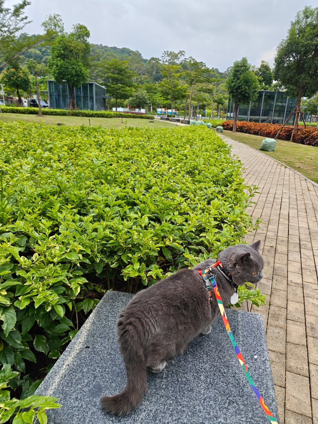 干了个事情，有个电动车偷下地库然后停消防通道，通道那边贴了至少三张此处禁止停车，