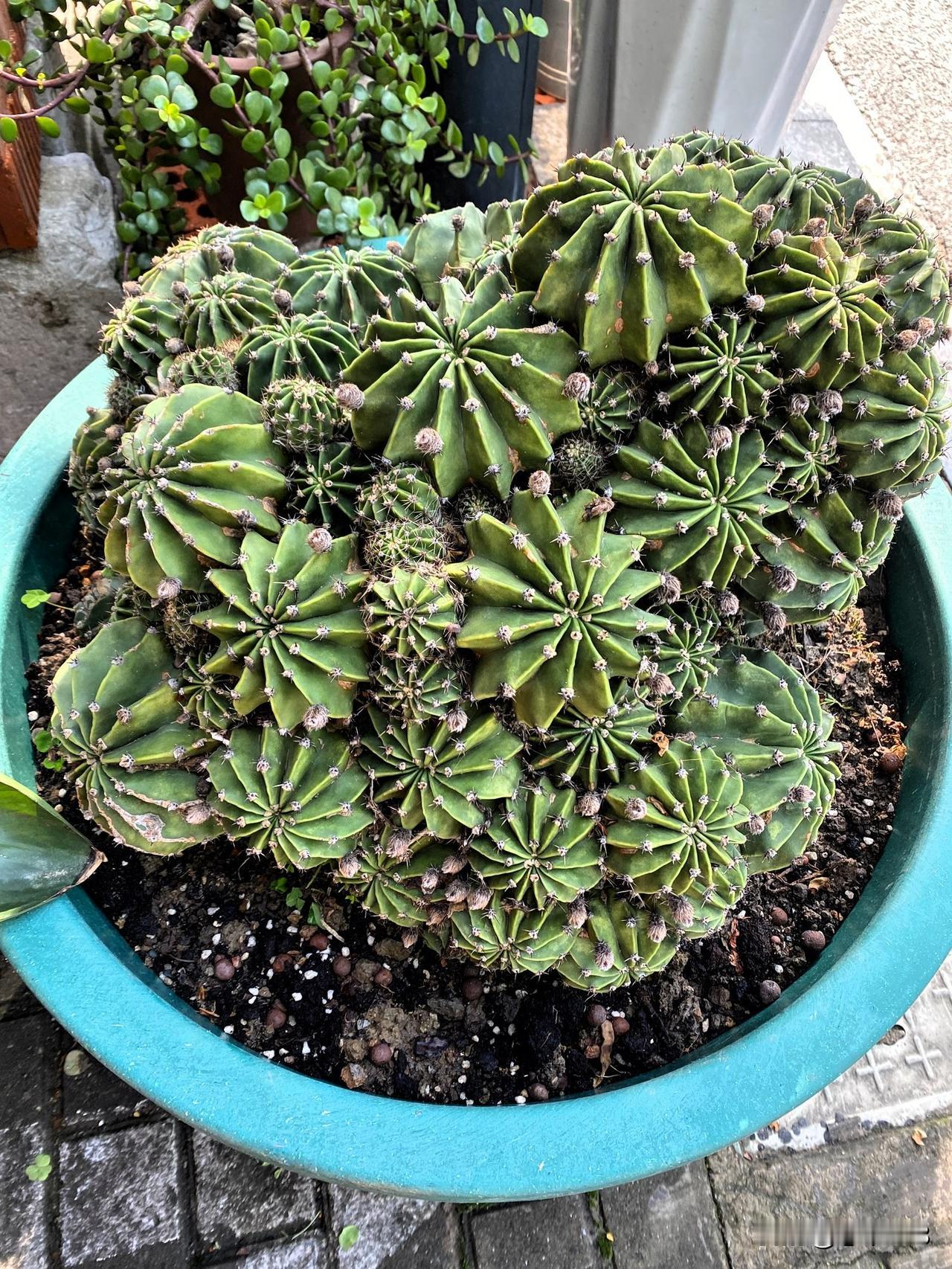 彩草仙人球大群生，数不胜数的仙人球，数不胜数的花苞，真的太让人期待了，这盆仙人球