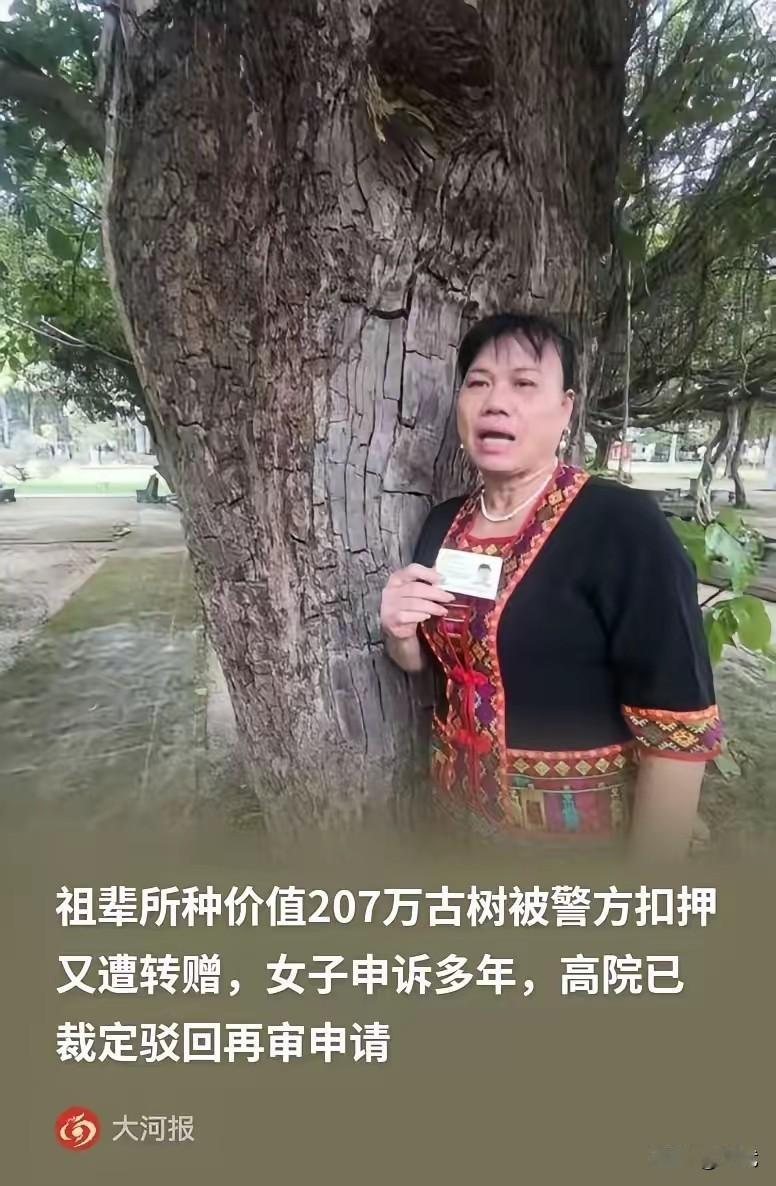 海南一棵207万的百年古树，被人连夜偷走，海南村民符彩轮家，有棵传了几代的百年重
