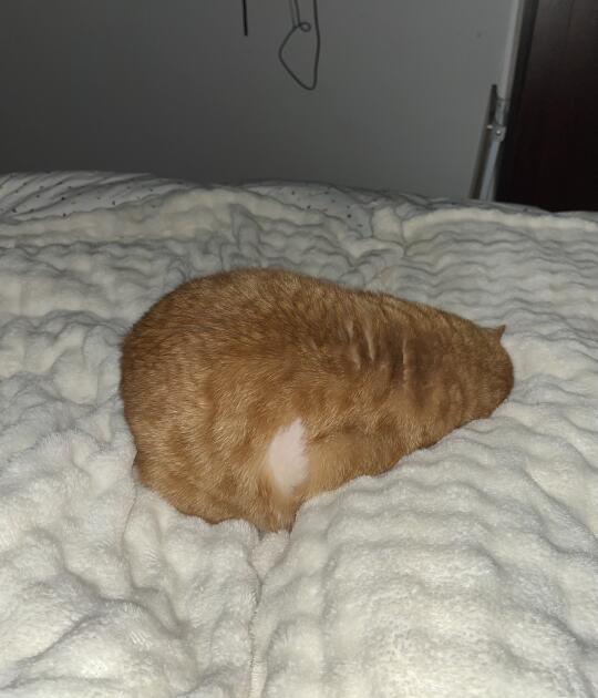 我的猫长得像鼠标🖱️