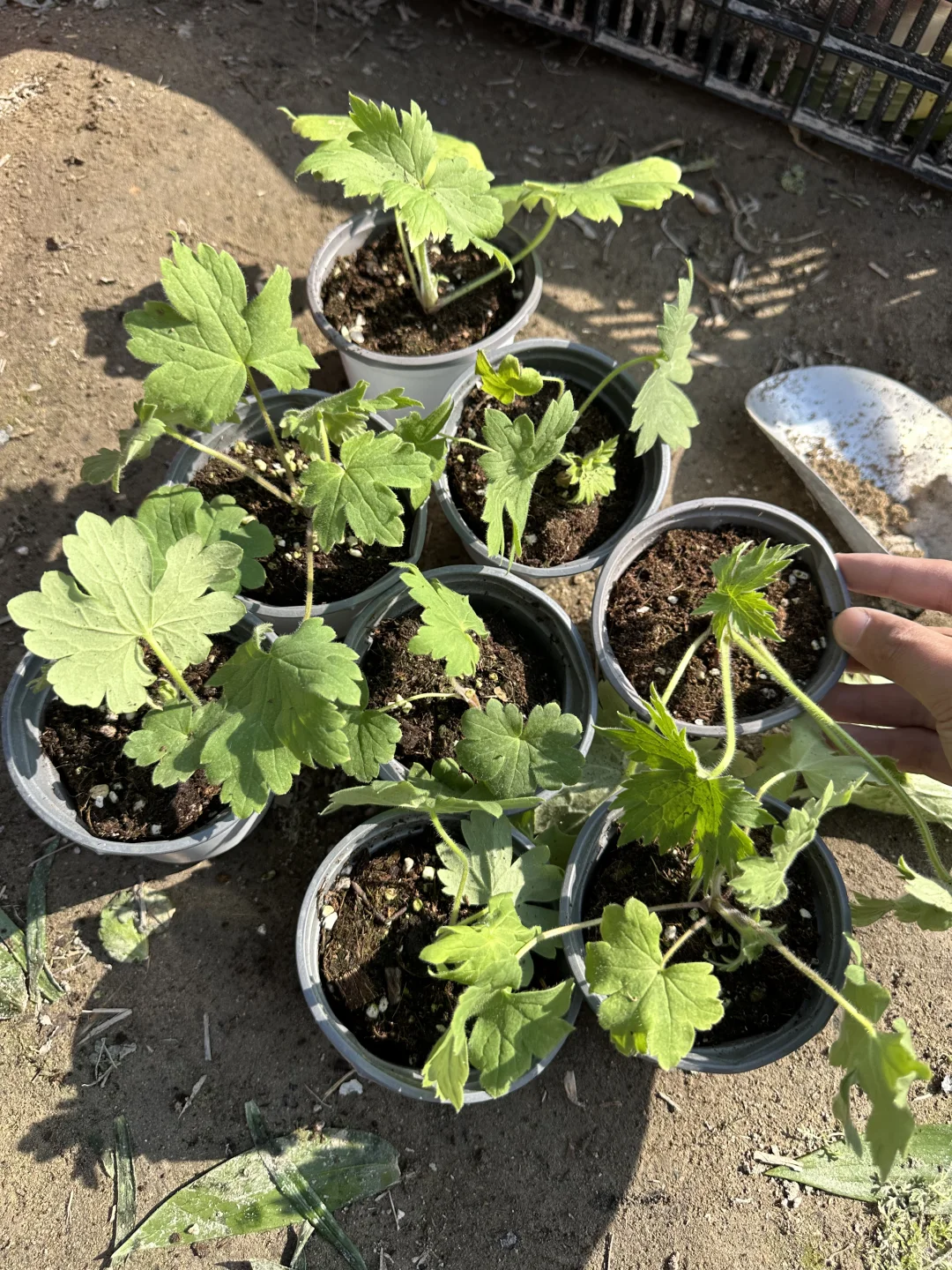 植物开箱：6.9的大飞燕