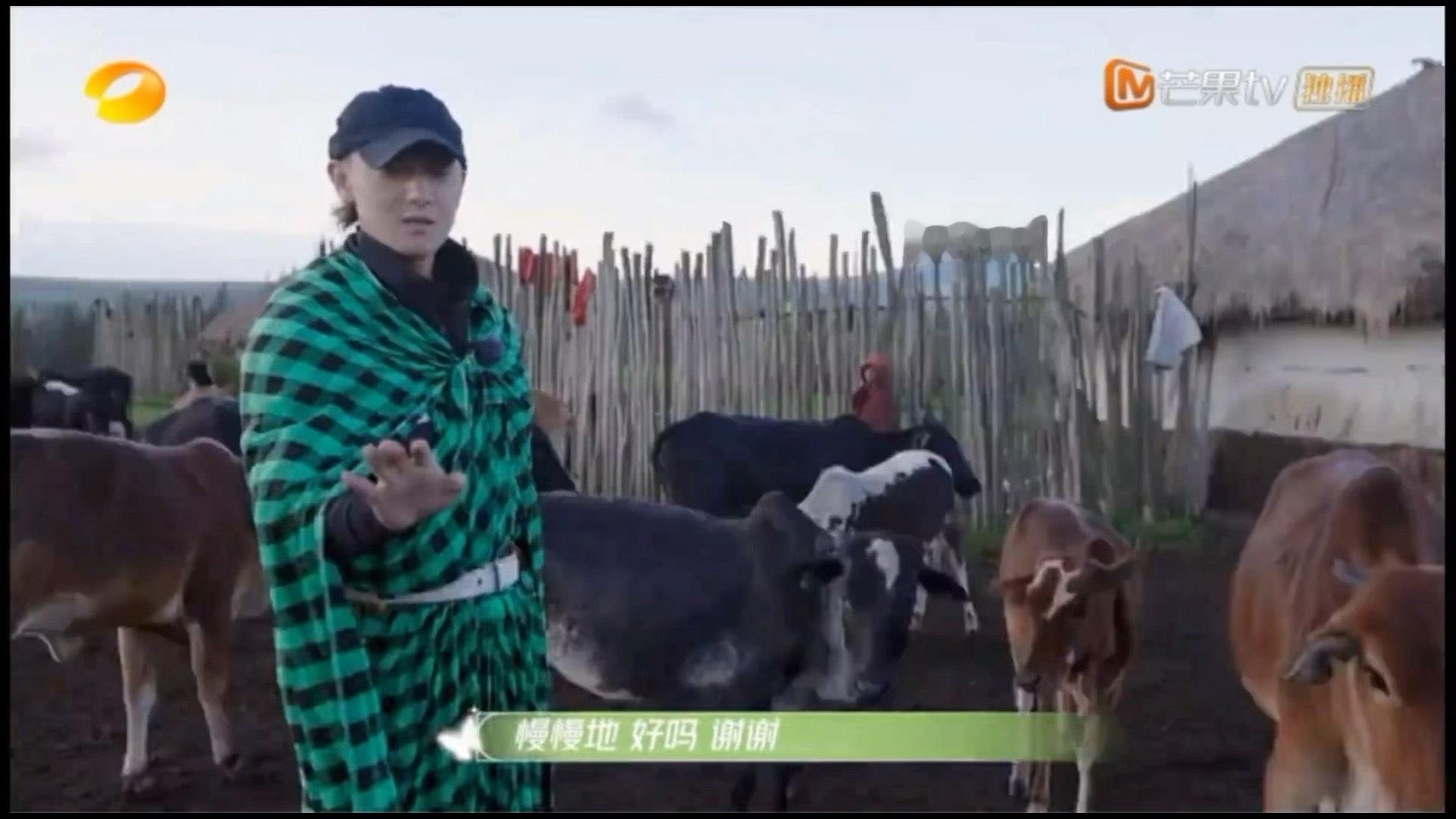 就这么让家猪去喂牛了？？？[哆啦A梦吃惊] ​​​