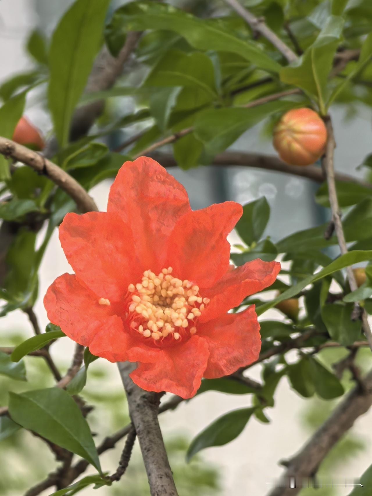 石榴花开红艳艳，
转身春风已渐远。